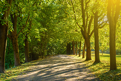 Photo of trees on a sunny day