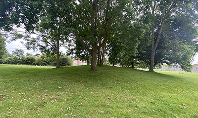 Trees in a greenspace