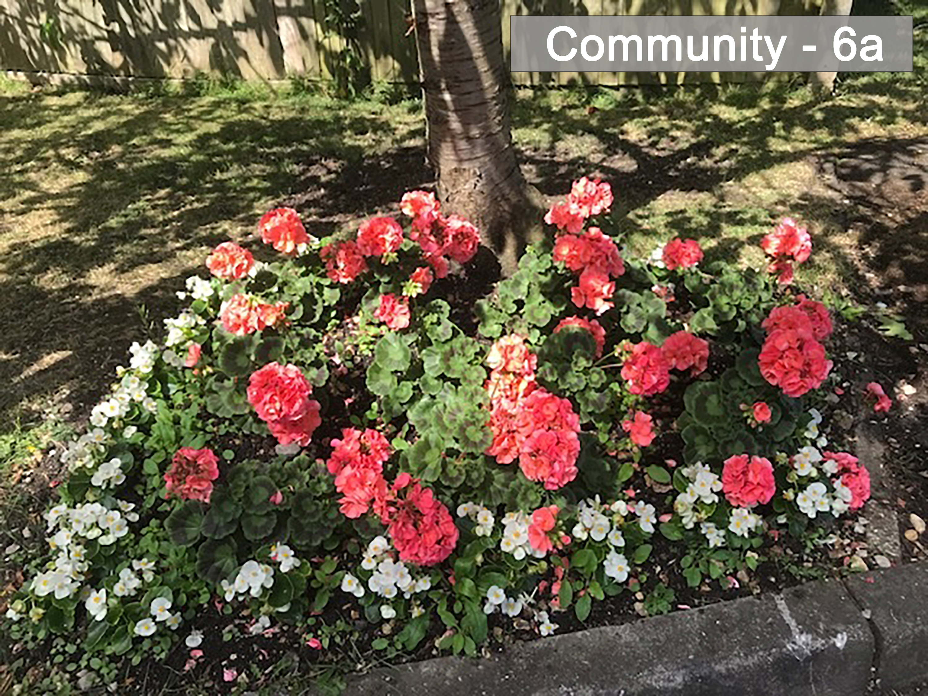Community - 6a