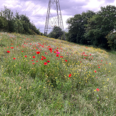 Anson Grove field with red flowers