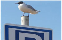Photograph of Black headed Gull on a sign