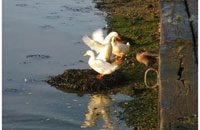 Photograph of some ducks