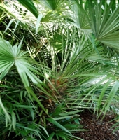 A photo of Trachycarpus Palms