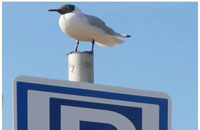 Seagull on information sign
