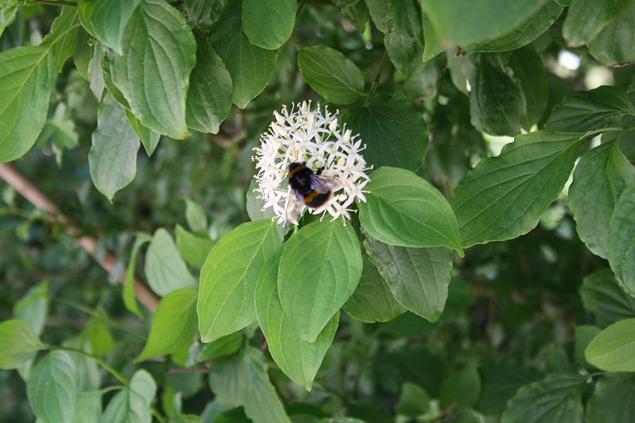 Image of bee, blossom and leaves