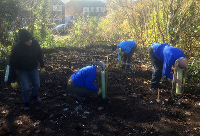 People planting trees at Anson Grove