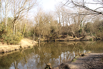 Warsash common lake surrounded by trees