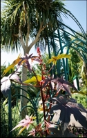 A photo of the sub-tropical plants at the Sensory Garden