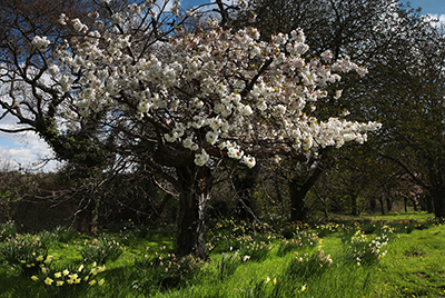 Colourful tree in Titchfield