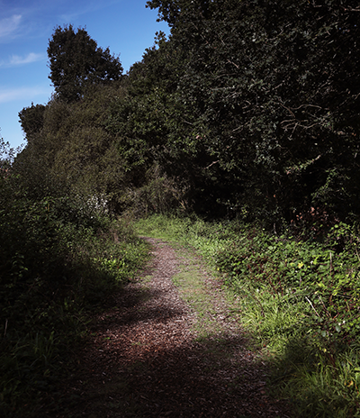 Park gate forest with footpath