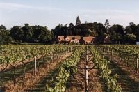 An image of the vineyard at Wickham