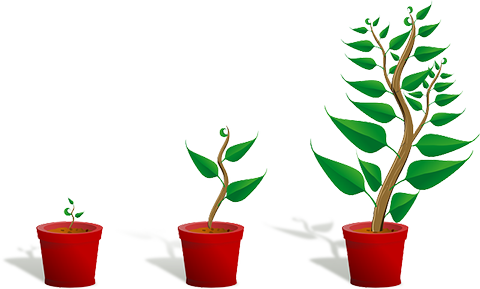Three images of cartoon pot plant growing in size