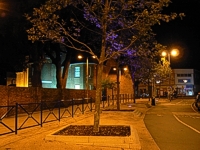 View of Harper Way at night showing newly planted uplit trees