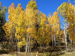 Aspen tree