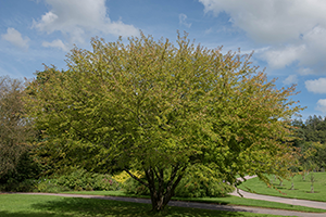 Crab Apple tree