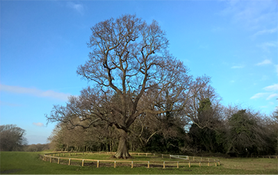 Large tree in a field surrounded by a fence