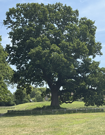 Tree in a park on sunny day