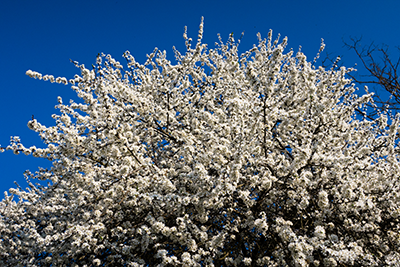 Image of hawthorn tree in blossom