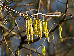 Hazel tree