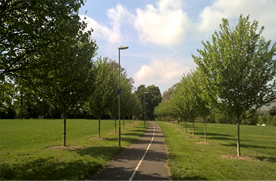 Trees either side of a road