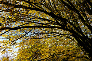 Hornbeam tree