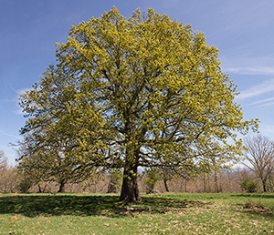 Oak tree