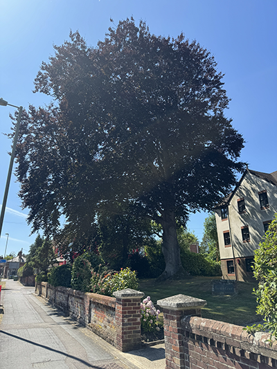 Tree in a front garden on sunny day