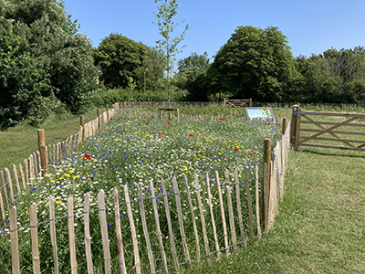 Wild flowers in a fenced area