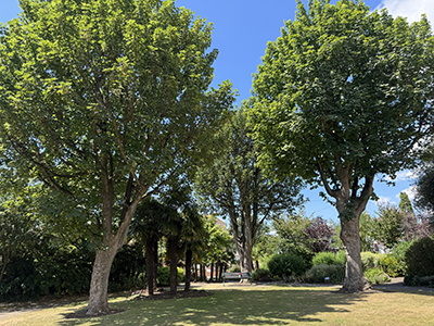 Trees in a park on a sunny day