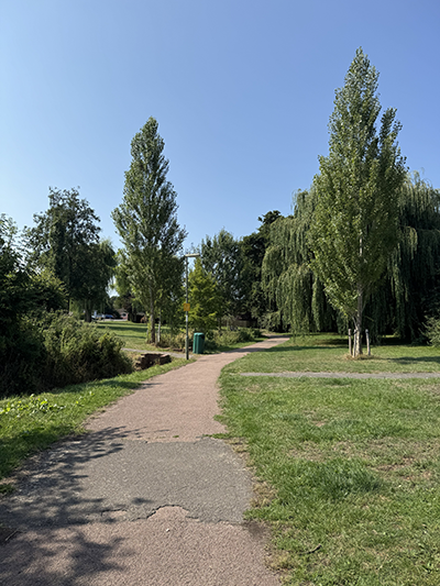 Trees in a park on a sunny day
