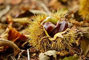 Sweet Chestnut tree