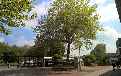 Trees near the bus stop