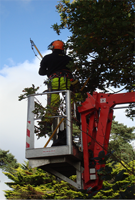 Arborist in a tree