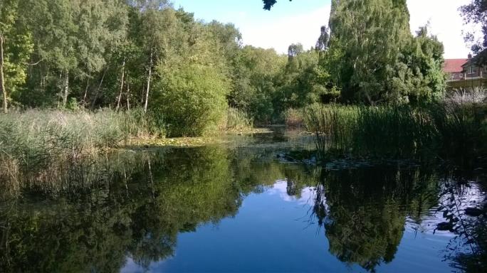 Coldeast pond