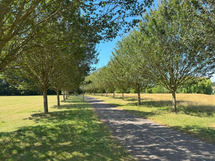 Avenue of trees