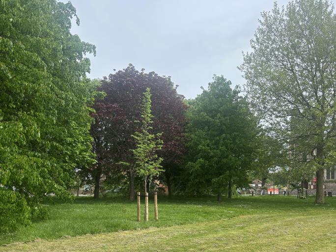 Young tree