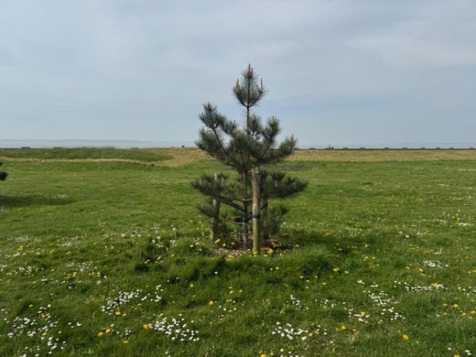 Young tree