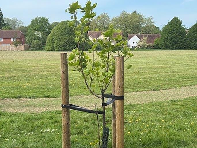 Young tree