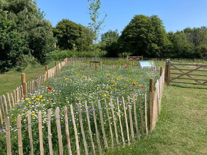Wildflowers and trees
