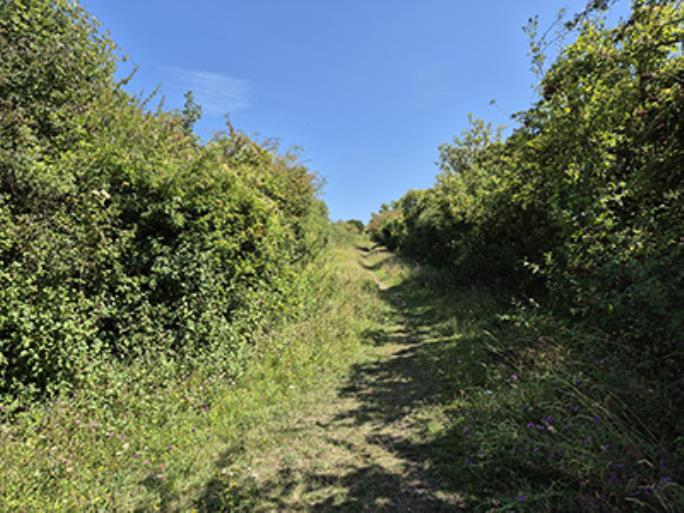 Portchester Common