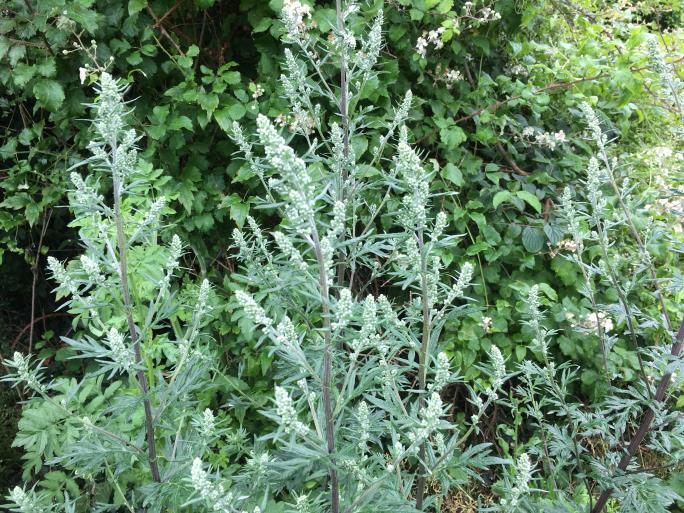 Mugwort