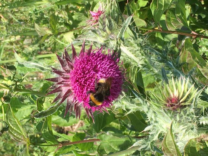 Thistle 2