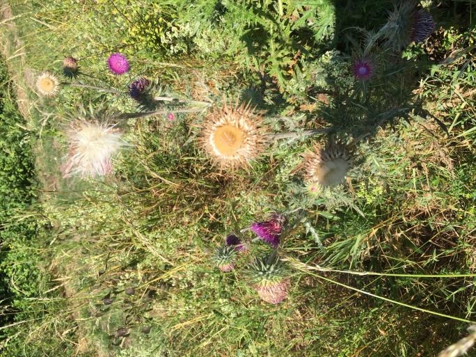 Thistle 3