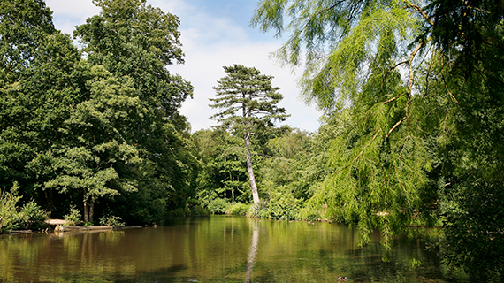 More on Holly Hill Walk Diary