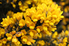 Common Gorse