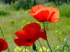 Field Poppy