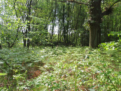 An image of whiteley woods