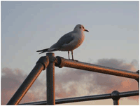 Seagull on a railing