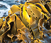 Kelp