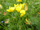 Birds Foot Trefoil